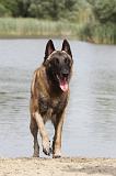 MALINOIS 466